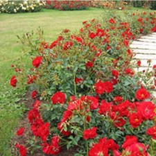 Rosa the Fairy rot oder Bodendeckerrose rot blühend im Topf gewachsen