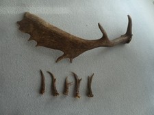 Damhirsch Schaufel Rehgehörn Stangen Geweih Design Deko Unikat Geschenk