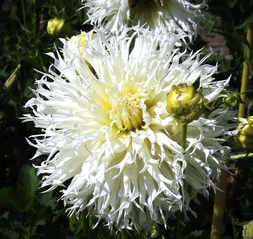 Dahlien - @,