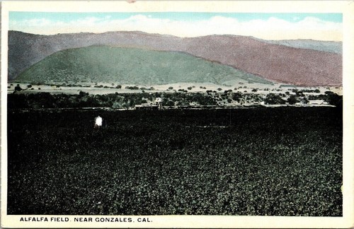 Alfalfa field near gonzales - near,