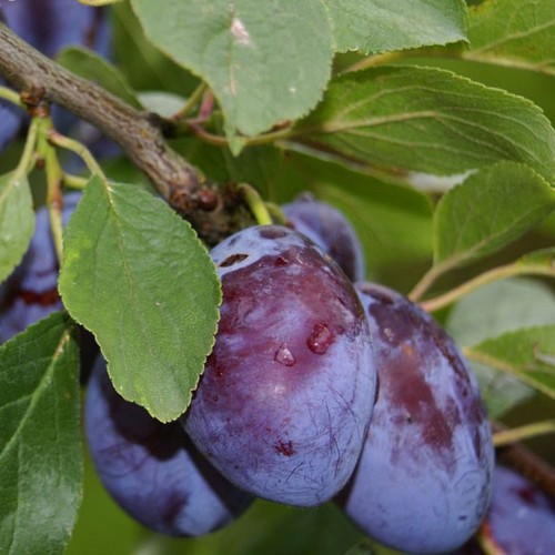 Fellenberg italienische - fellenberg,