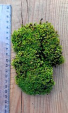 Lebendes Moos ca. 18cm –