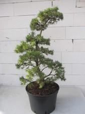 Krummholz-Kiefer - Formschnitt