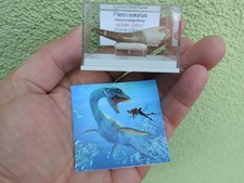 schöner Zahn vom Plesiosaurus