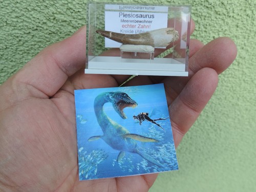 Schöner zahn vom plesiosaurus - schöner,