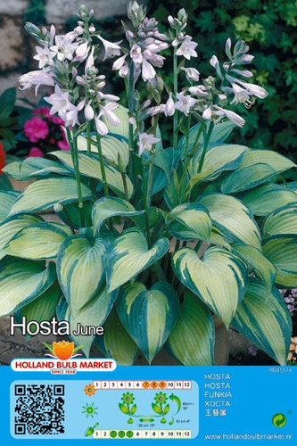Hosta funkie - hosta,