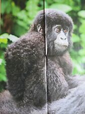 POSTER 59x42cm beidseitig AFFE Kind Wissen Kenntnisse Natur Schwimm-Abzeichen 