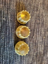 Echolette, M40 Potiknöpfe 3Stk