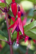 Fuchsia magellanica 'M.Popple', Fuchsie, rot-violett, ca. 9x9 cm Topf