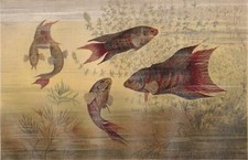  Grossflosser. Paradiesfisch (Macropodus viridi-auratus)