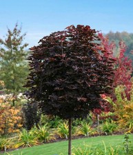 Kugel-Ahorn PURPLE GLOBE 180 cm im Container