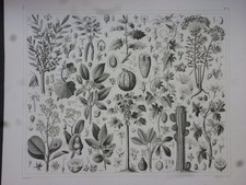 Orig. Stahlstich: Pflanzen -