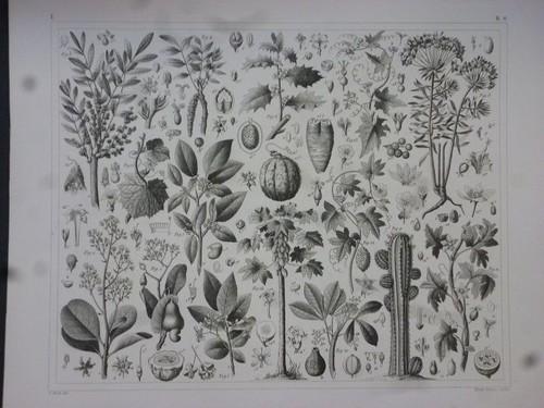 Orig stahlstich pflanzen - orig.,