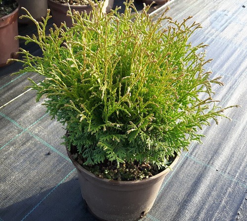 Thuja occ tiny tim - tiny,