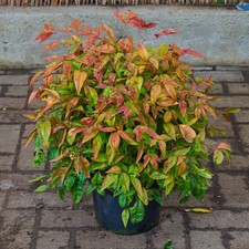 Nandina domestica 'Fire Power'