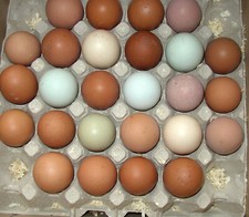 10 +2 bunte Hühner Eier