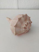 Große Meeresschnecke Busycon