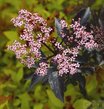 Schwarzer Holunder Black