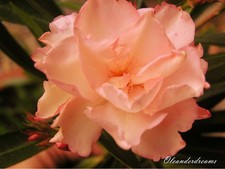 Oleander stecklinge - 3,