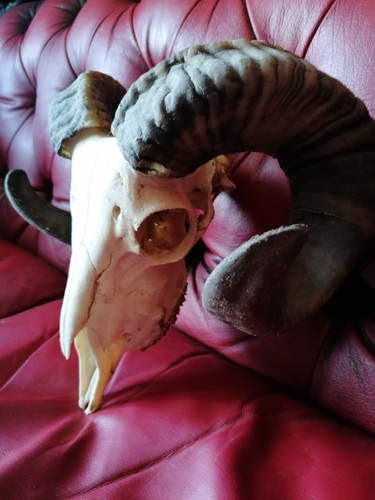 Mufflonschädel echtvwidder - mufflonschädel,