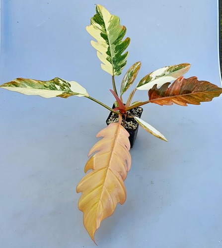 Philodendron caramel pink - philodendron,