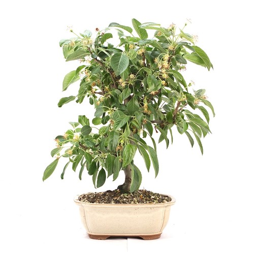 Bonsai zierapfel malus - bonsai, spec.'