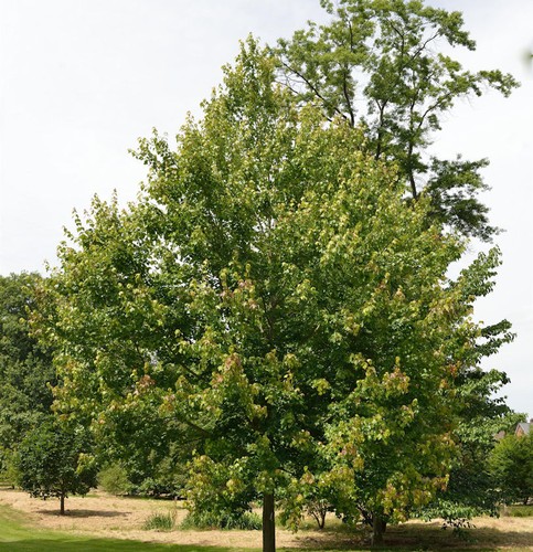 Rotahorn october glory - october,