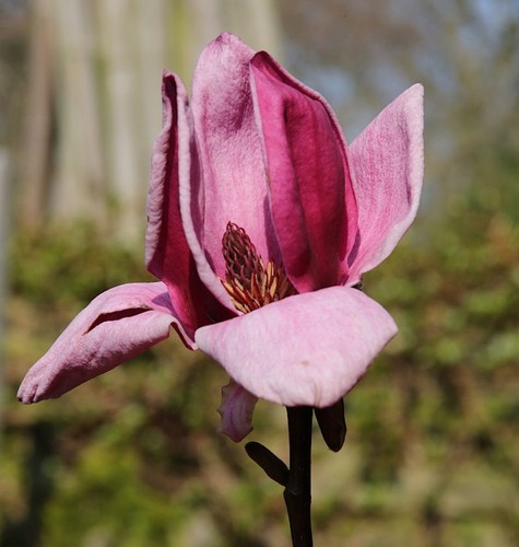 Hochstamm magnolie genie - hochstamm,