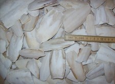 100 g Sepia Bruch Sepiaschale