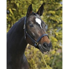 Stübben Schwarz Vollblut Stallhalfter NT Lederhalfter