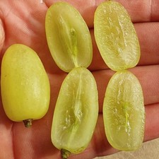 Kernlose weinrebe weintraube - weinrebe,