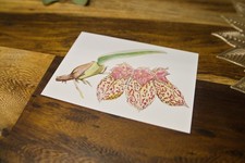 Postkarten, verschiedene