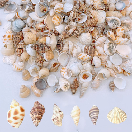 1300 stück mini - stück, mini-muscheln