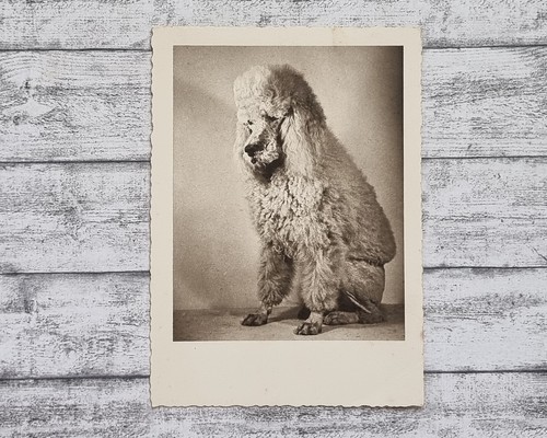 Königspudel hund rassehund - hund,