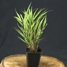 Japan Berggras Hakonechloa macra Winterhartes Ziergras