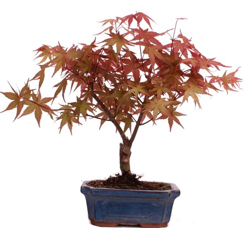 Bonsai acer palmatum - palmatum, deshojo