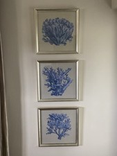 Kunstdrucke Muscheln & Korallen hinter Glas