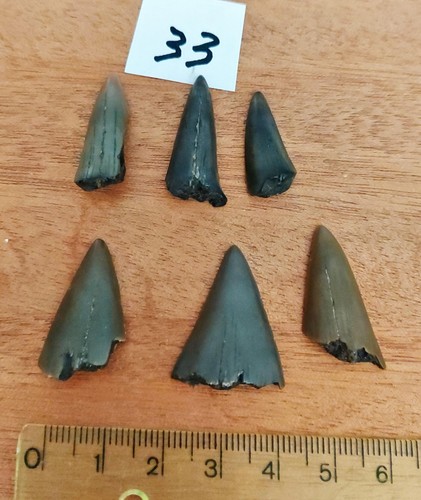 Haizahn haifischzahn haizähne - haizahn,