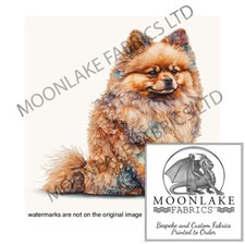 Pomeranian Hund bunt 100%