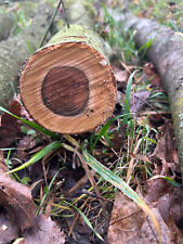 Baumstamm Pflaume Dekorations oder Bastelholz