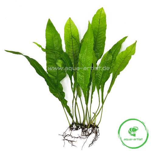 10x microsorum pteropus - microsorum, –