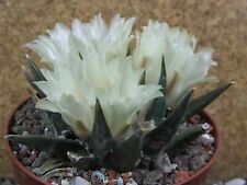 4i5 Ariocarpus trigonus