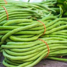 20 Samen Spargelbohne 90 cm lang Schlangenbohne Meterbohne Stangenbohnen Bohnen