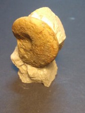 Ammonit Glochiceras sp. Malm