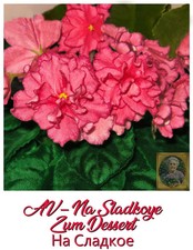 African Violet AV Na Sladkoye Jungpflanze Usambaraveilchen Zimmerpflanze (1+4)