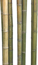 - 1x Bambusrohr Moso 180cm naturgrün gelb braun 6-7cm