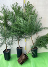 Kalif. Berg-Mammutbaum 50-60cm