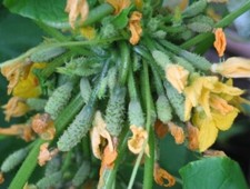 Samen Семена Огурец Герман F1 Herman F1 Gurkensamen Seeds/Gurken