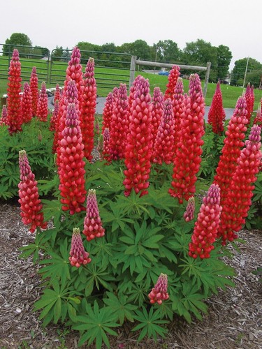 Samen lupine rot my - samen, "my