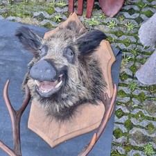 1 Wildschwein  kopf Präparatoren - Altes Sammlerstück